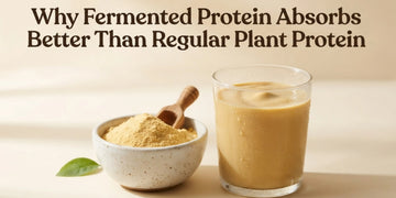 Why Fermented Protein Absorbs Better Than Regular Plant Protein And What That Means For Your Results